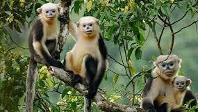 Ha Giang, FFI team up to protect Tonkin snub-nosed monkeys
